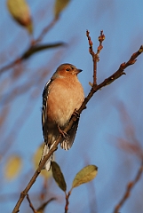 David Plant Photography - Wildlife Photographer - Chaffinch male - J